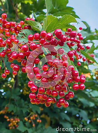Branch of red viburnum close-up Stock Photo