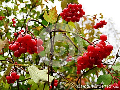 Branch of red viburnum in the garden Stock Photo