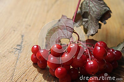 A branch of a red viburnum lying on a tree, close-up shot on a clear sunny day Stock Photo