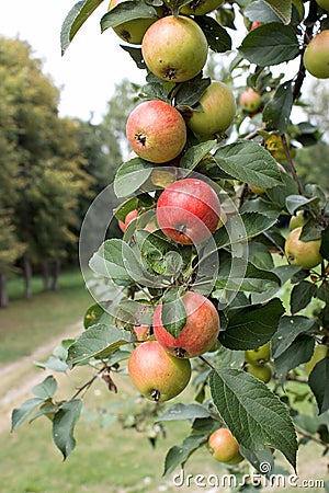 Branch with ripe apples Stock Photo