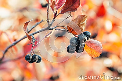 Ripe berries of barberry aronia black chokeberry in autumn garden Stock Photo