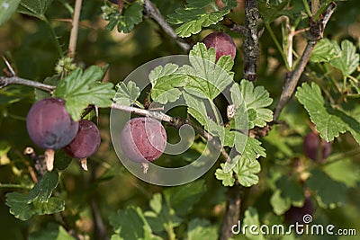 Fruit close up of Ribes uva crispa Stock Photo