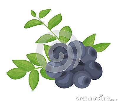 A branch of ripe blueberries, isolated on a white background. Beautiful juicy berries surrounded by bright foliage. Vector Illustration