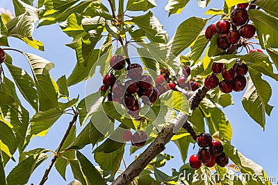 A branch with ripe cherries hangs from a tree growing in the Golan Heights in northern Israel Stock Photo