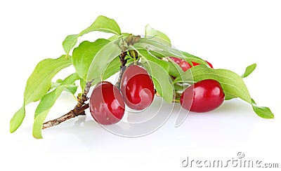Branch of ripe cornelian cherry with leaves Stock Photo