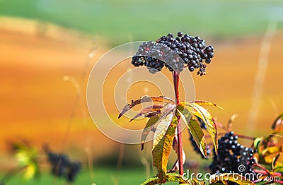Branch of ripe elderberry on the background of a blurred autumn field. Crimson autumn landscape Stock Photo