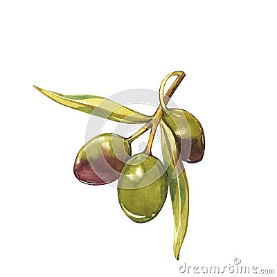 A branch of ripe green olives. Watercolor and botanical illustration isolated on white background. Elements for Cartoon Illustration