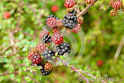 Branch of ripening wild blackberries Stock Photo