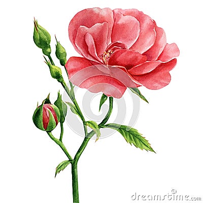 Branch rose on isolated white background, watercolor botanical illustration Cartoon Illustration