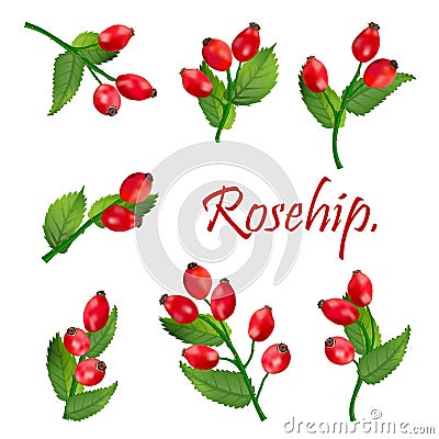 Branch with Rosehip or Dog rose, medicinal herb. Bunch with leaves isolated on white background. wild rose for design Stock Photo