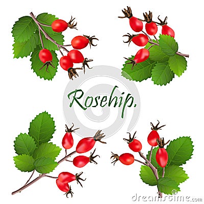 Branch with Rosehip or Dog rose, medicinal herb. Bunch with leaves isolated on white background. wild rose for design Stock Photo