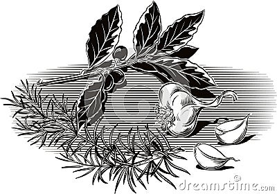 Branch of rosemary, cloves of garlic and laurel. Vector Illustration