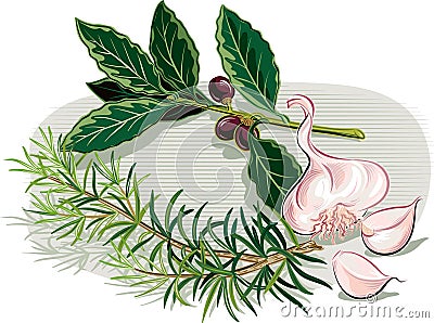 Branch of rosemary, cloves of garlic and laurel. Vector Illustration