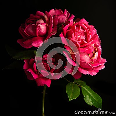 Branch of roses on a black background. Stock Photo