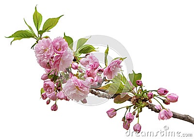 Branch of sakura blossoms, isolated on a white background Stock Photo