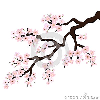 Branch of Sakura or Cherry Blossoms. Vector Vector Illustration