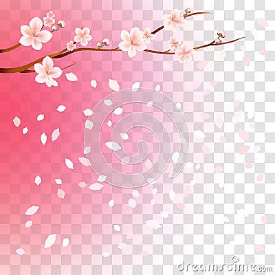 Branch of sakura with flowers and flying petals isolated on transparent gradient Pink background. Flowers of apple. Cherry Vector Illustration