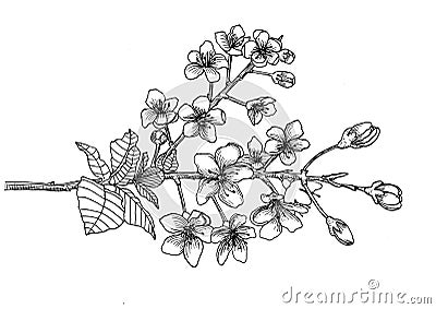 Branch of sakura. Hand drawn. Line. Graphics Stock Photo