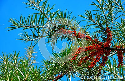 Branch of sea-buckthorn Stock Photo