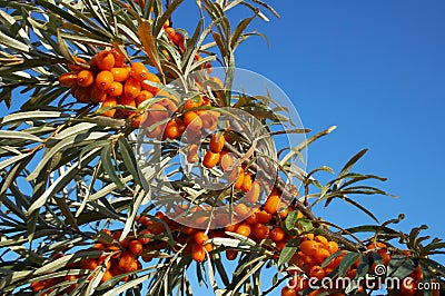 Branch of sea-buckthorn Stock Photo