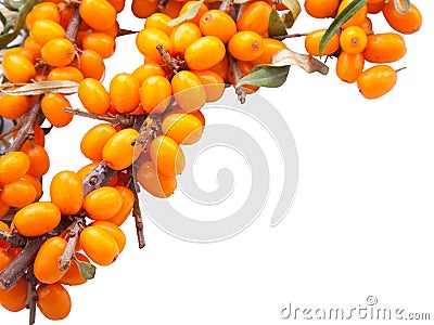 Branch of sea-buckthorn berries Stock Photo