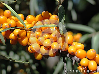 Branch of sea-buckthorn berries Stock Photo