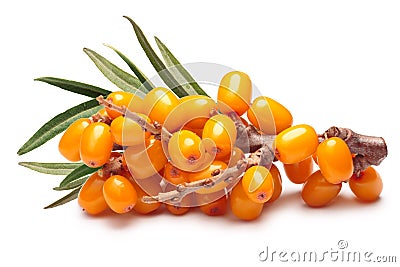 Branch of sea buckthorn berries, clipping paths Stock Photo