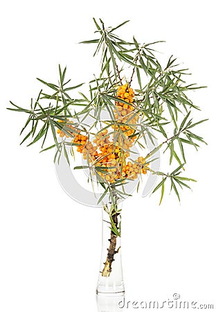 Branch sea-buckthorn berries in glass vase isolated on white. Stock Photo