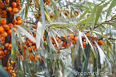 Branch of sea buckthorn berries with long emerald leaves. bountiful harvest Stock Photo