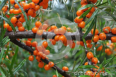 Branch of sea buckthorn hippophae rhamnoides with ripe berries Stock Photo