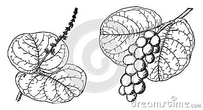 Branch of Sea Grape vintage illustration Vector Illustration