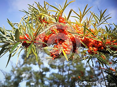 Branch of Seabuckthorn Berries Stock Photo