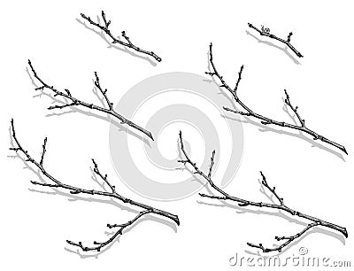 Branch Vector Illustration