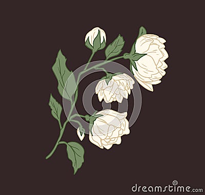 Branch with showy white jasmine flowers and leaves. Elegant blossomed and unblown buds of jasmin. Floral hand drawn Vector Illustration