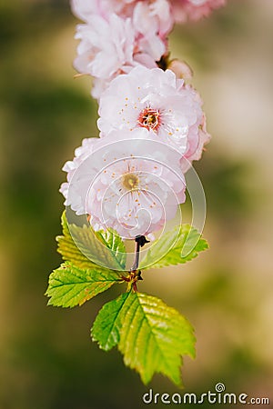 Flowering almond blossoms on a branch Stock Photo
