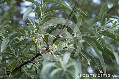 Branch of silver goof with yellow flowers and green leaves Stock Photo