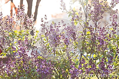 A branch of sirens on a tree in a park. Beautifull flowers of lilac tree at spring. Background. Stock Photo