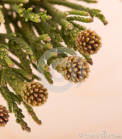 Branch with small cones on a wooden background Stock Photo