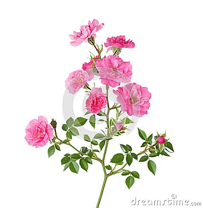 Branch with small pink roses isolated on white Stock Photo