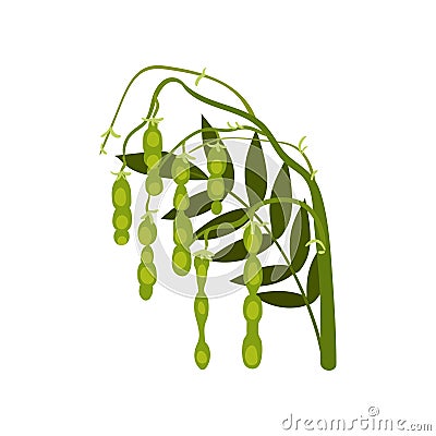 Branch of soybean with green ripe pods. Leguminous plant. Agricultural crop. Natural product. Flat vector icon Vector Illustration