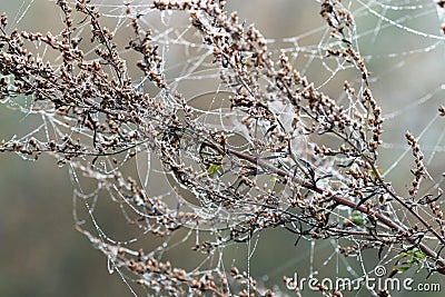 Branch with spider cobweb and dew drops Stock Photo