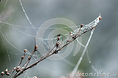 Branch with spider cobweb Stock Photo