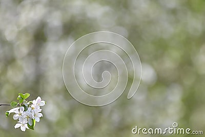 Branch of spring apple tree with white flowers, blooming background Stock Photo