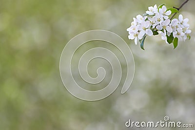 Branch of spring apple tree with white flowers, blooming background Stock Photo