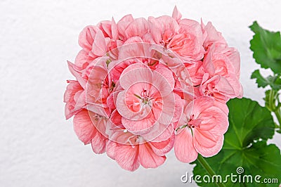 Branch of spring blossom with pink cranesbill (pelargonium, geranium) flowers. Stock Photo