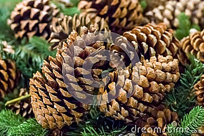 Branch spruce green brown cone close-up, rustic pattern winter t Stock Photo