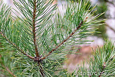 Branch of spruce with green needles closeup Stock Photo