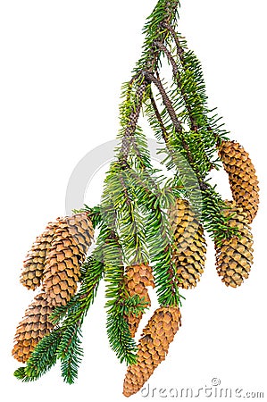 Branch spurse tree with cones Stock Photo