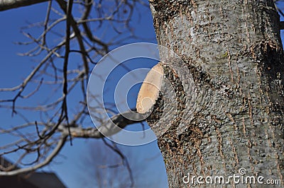 Branch Stub After Limb is Properly Removed Stock Photo