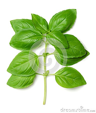 Branch of fresh green sweet basil, Genovese or great basil from above Stock Photo